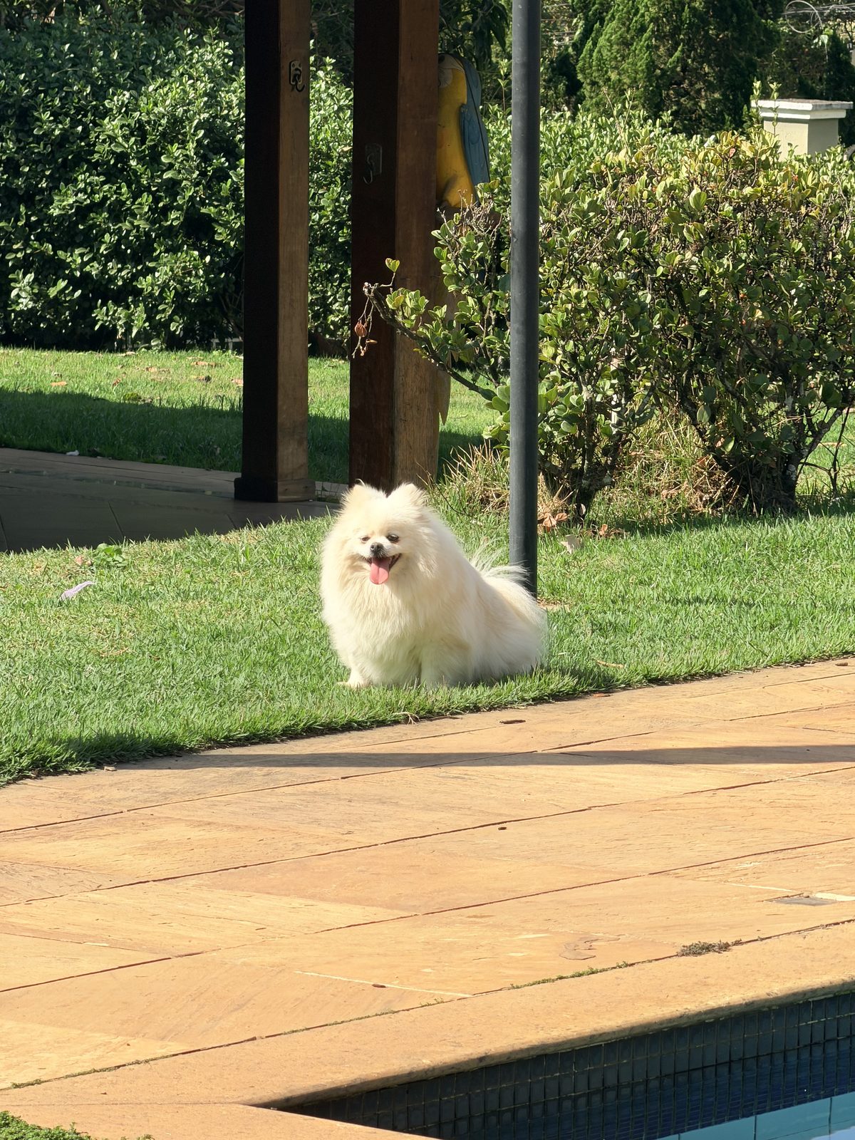Pet brincando na área verde do hotelzinho, com piscina ao fundo