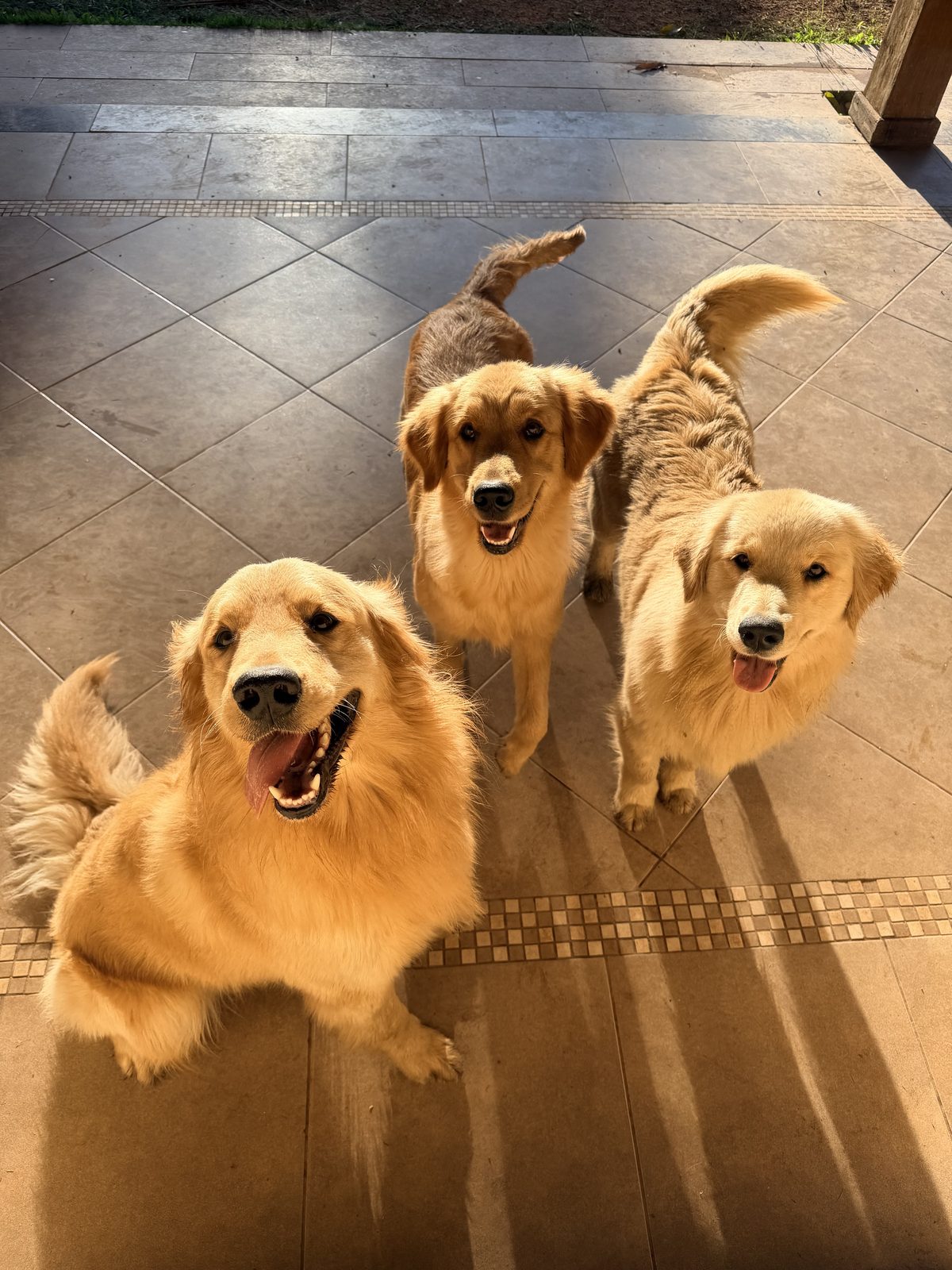 Três cães brincando juntos na creche do hotelzinho