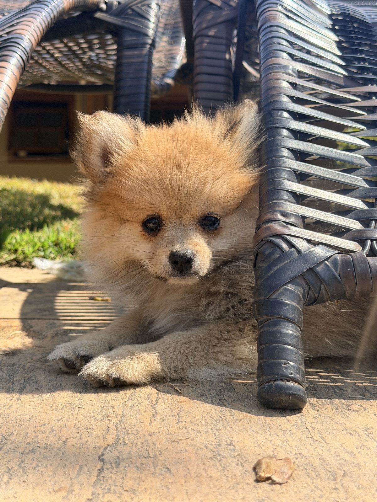 Filhote de pomeranian tranquilo em ambiente externo